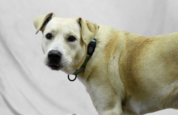 Yellow and white lab mixed breed looking at camera