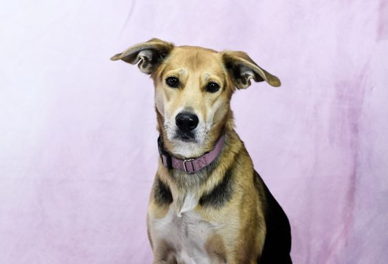 Tan and black mixed breed dog looking at camera.