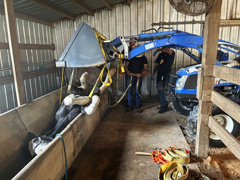 Black and white horse lying on back in water trough with yellow straps around her tied to the forks of a blue tractor