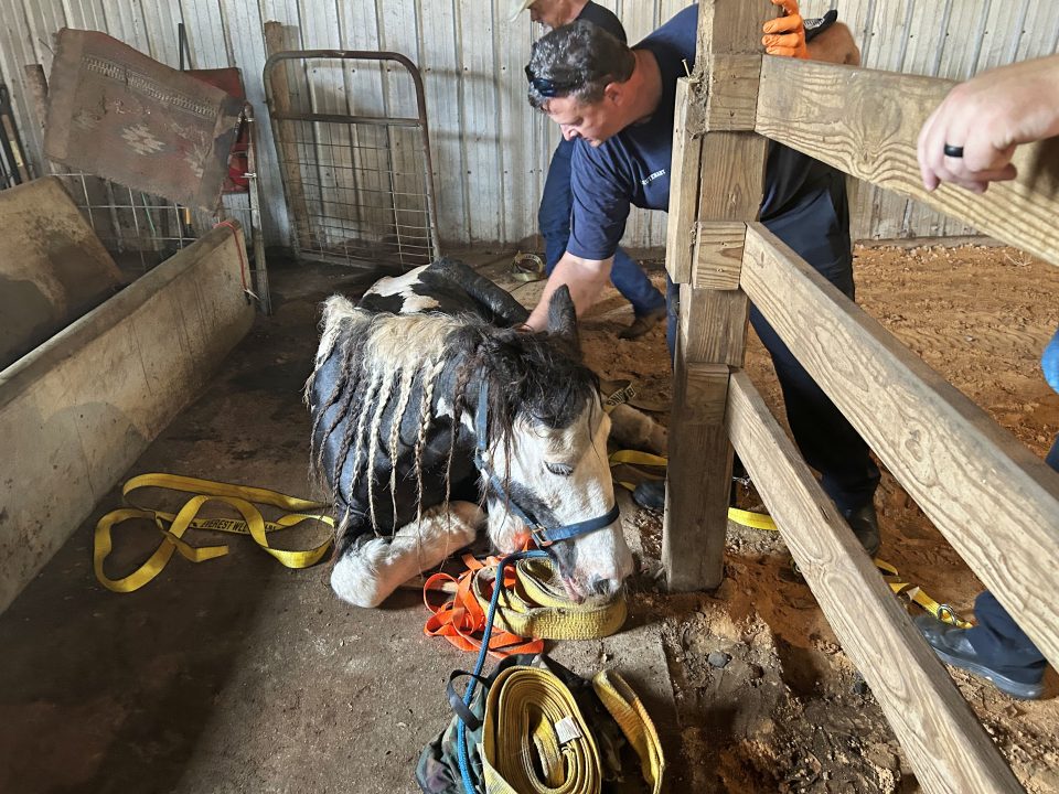 Black and white horse lying on the ground after being rescued and a firefighter petting her