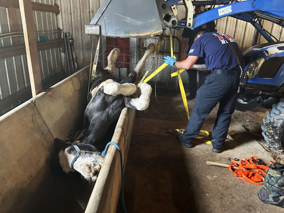 Firefighters adjusting straps wrapped around a black and white horse stuck in a water trough