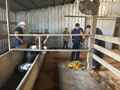 WALTON COUNTY FIRE RESCUE FIREFIGHTERS RESCUE HORSE TRAPPED IN WATER TROUGH