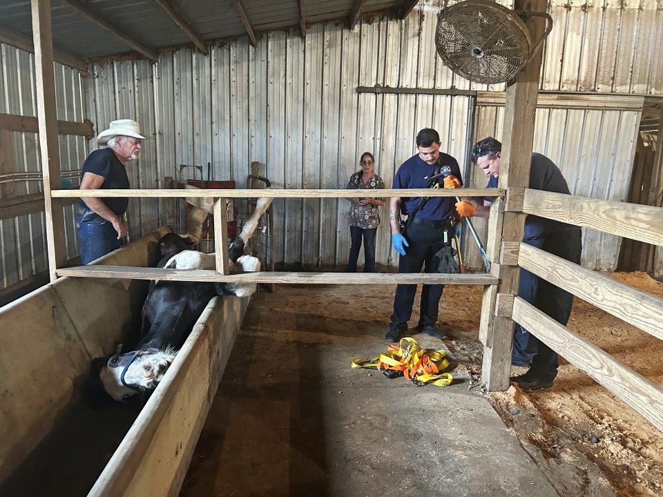 Firefighters removing a wood partition going over the water trough where a horse was trapped