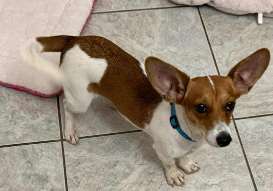 White and brown jack russell mixed breed dog