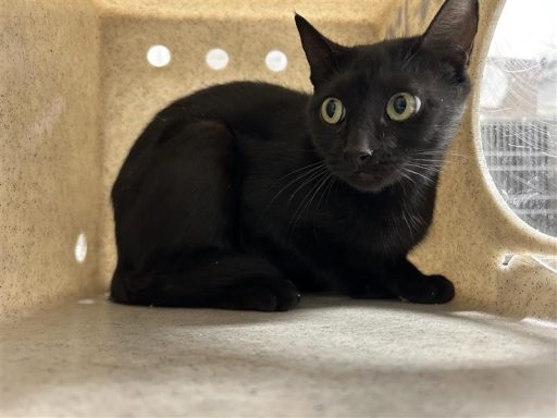 black cat in kennel