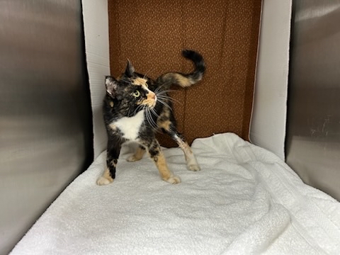 calico female cat