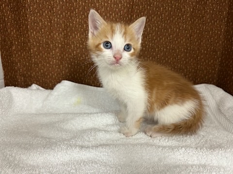 white orange tabby