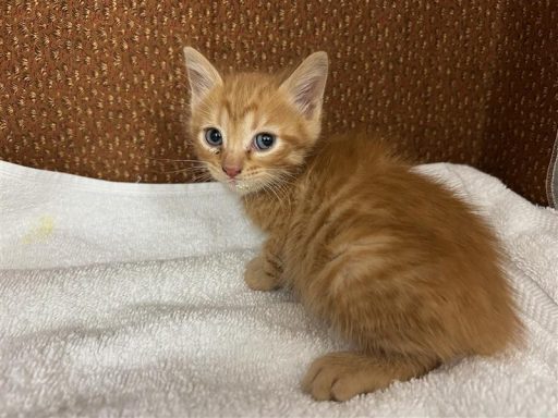 orange tabby kitten