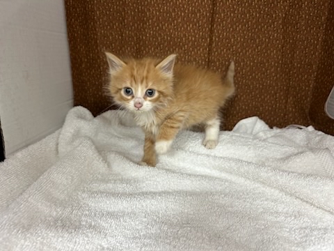 orange white tabby female kitten
