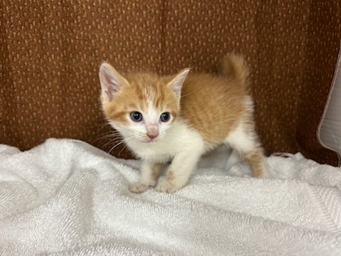 orange white male tabby kitten