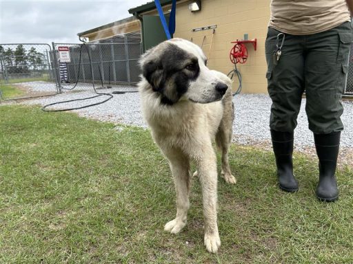 white gray male pyrenees