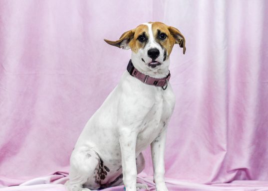 White and tan beagle mixed breed dog sitting and looking at camera