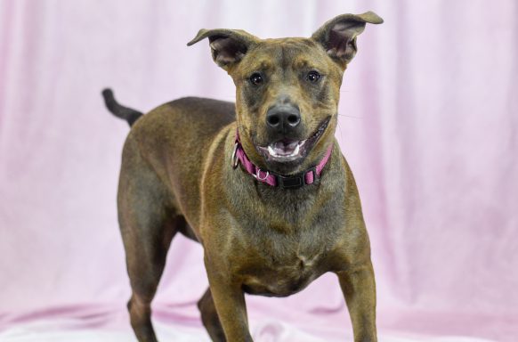 Brown mixed breed dog walking towards camera