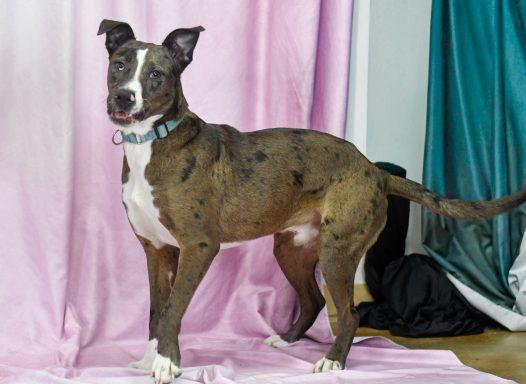 Brown and black merle catahoula mixed breed dog walking on backdrop