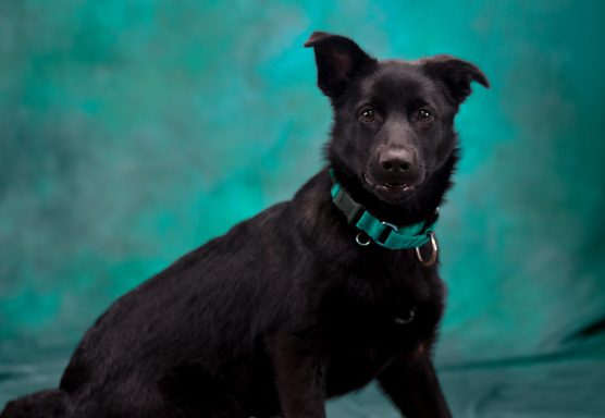 Black shepherd mixed breed dog looking at camera