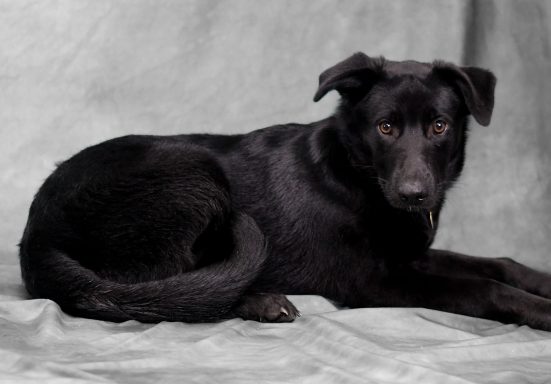 Black shepherd mixed breed dog laying on photo backdrop