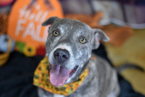 Grey and tan brindle mixed breed dog looking at camera