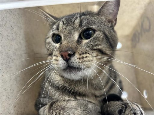 tiger striped tabby dsh cat