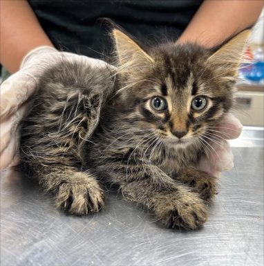 gray tabby male kitten