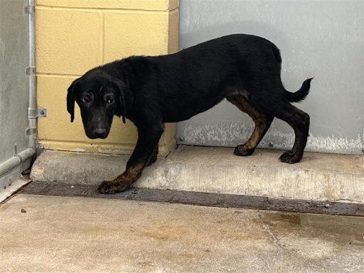 black brindle male young adult