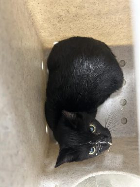 black white kitten in kennel
