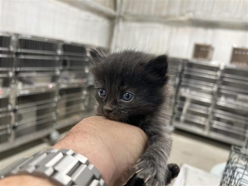 black kitten