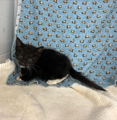 black and white kitten