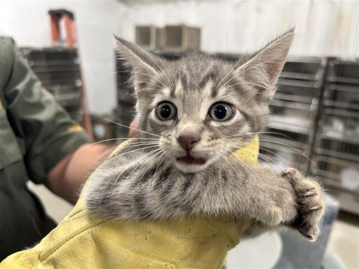 gray tabby kitten