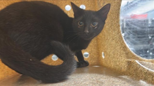 black cat in kennel