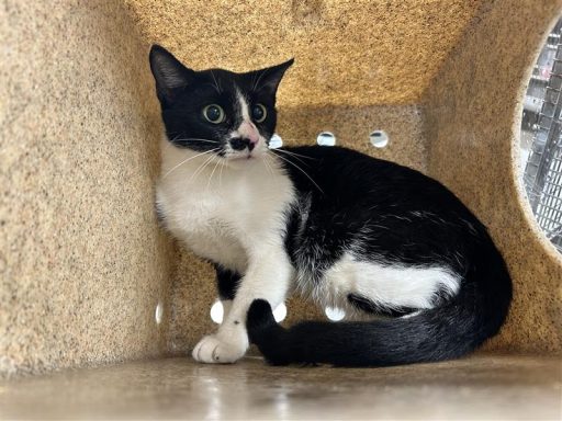black and white cat