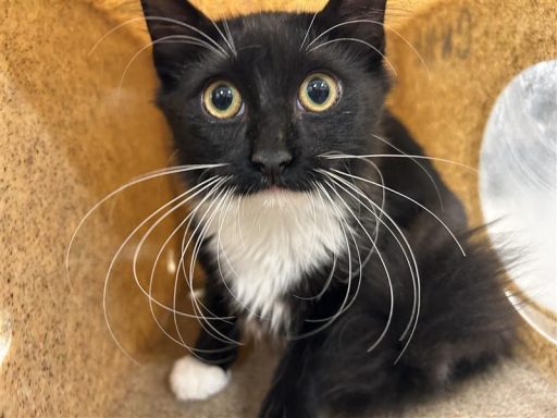 white black cat in kennel