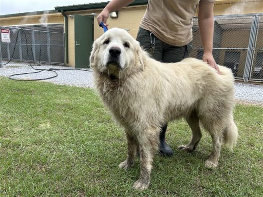 white male pyrenees
