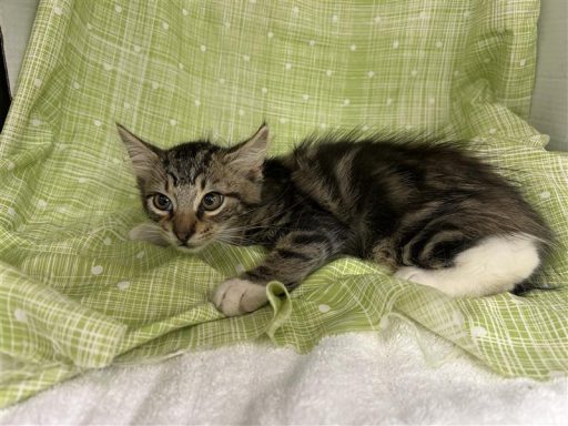 grey medium hair tabby kitten male