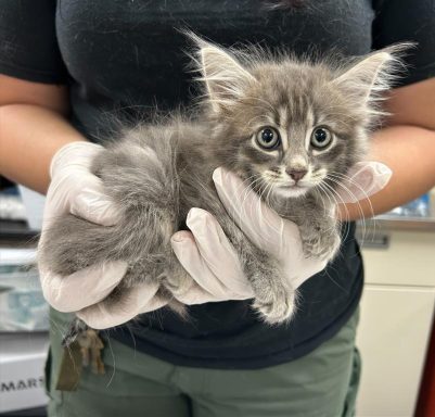 gray tabby kitten