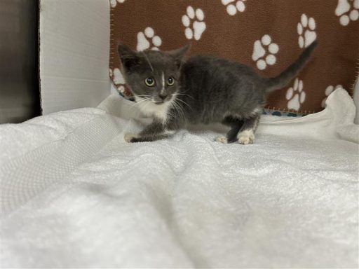 gray white kitten