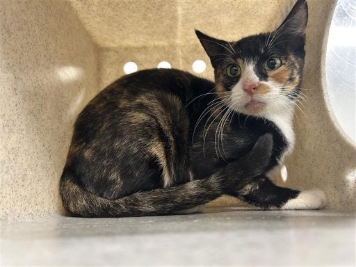 female tortie calico cat