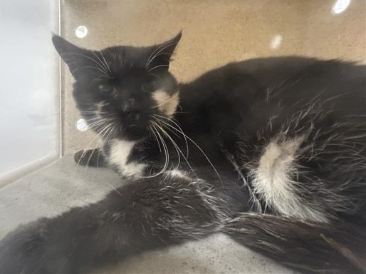 Black & white cat laying in kennel