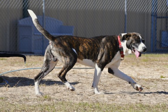 Black and brown mbrindle mixed breed dog trotting around grass yard