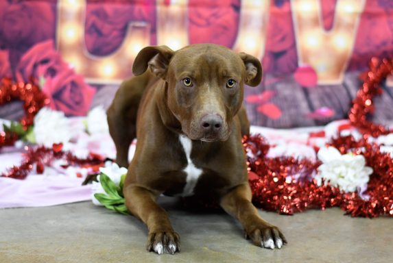 Brown and white mixed breed dog looking at camera, laying in valentines decorations