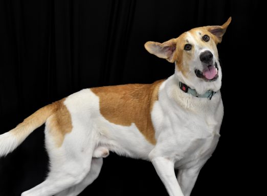 White and tan mixed breed dog on black background
