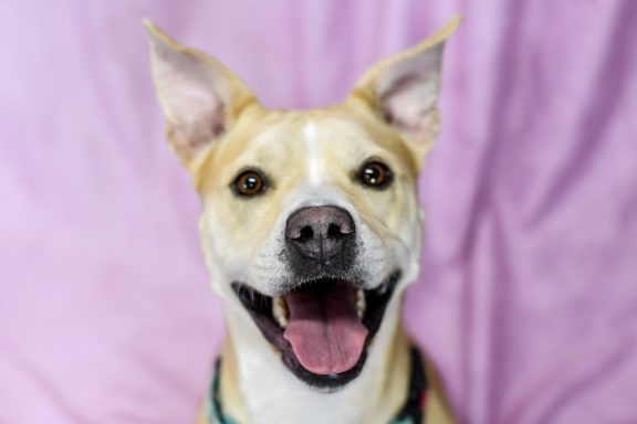 Tan and white dog looking at camera