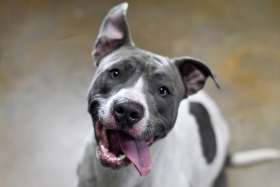Grey and white mixed breed dog looking at camera