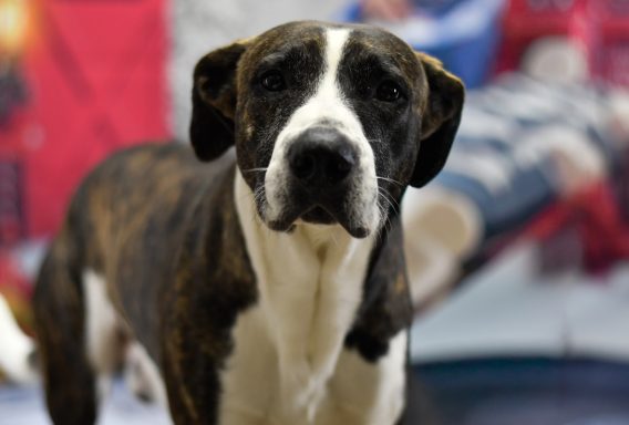 Black and brown brindle mixed breed dog walking on backdrop