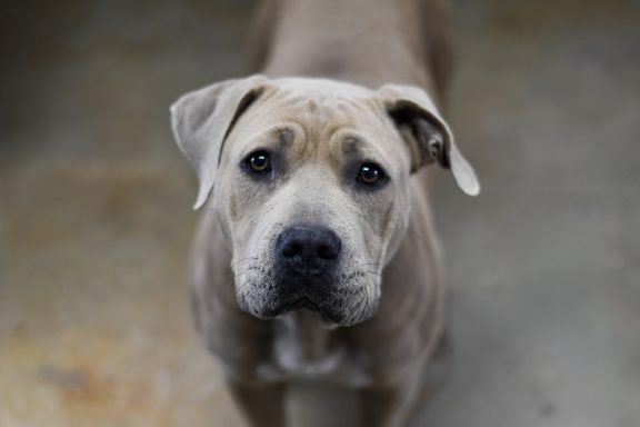 Tan and white mastiff mixed breed dog looking at camera