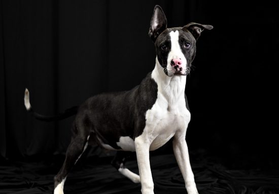 Black and white dog looking at camera