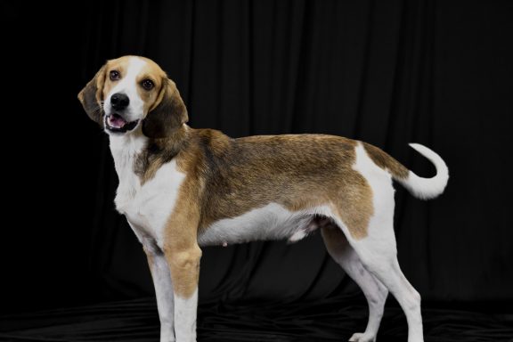 Browna dn white hound mixed breed dog standing on backdrop