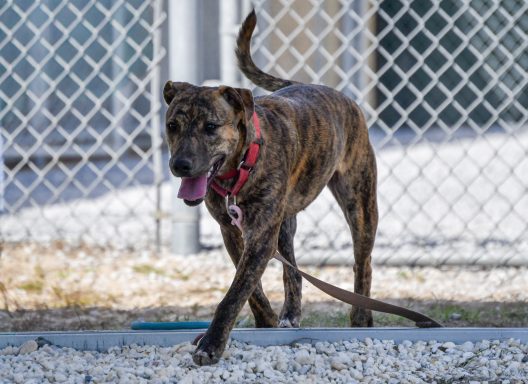 Brown and black brindle mixed breed walking outside in play yard