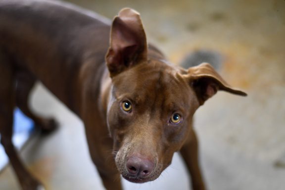 Brown mixed breed dog walking