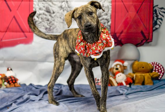 Tan & black brindle mixed breed dog walking in christmas backdrop