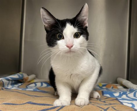 black and white male cat